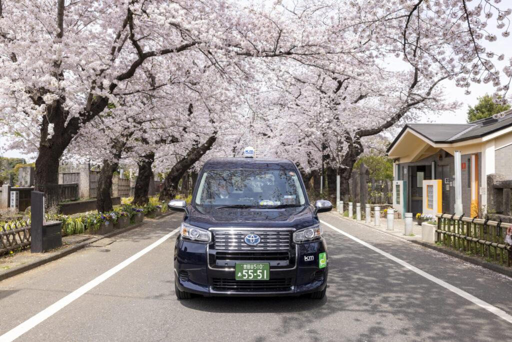 谷中霊園の桜 観光タクシー 国際自動車